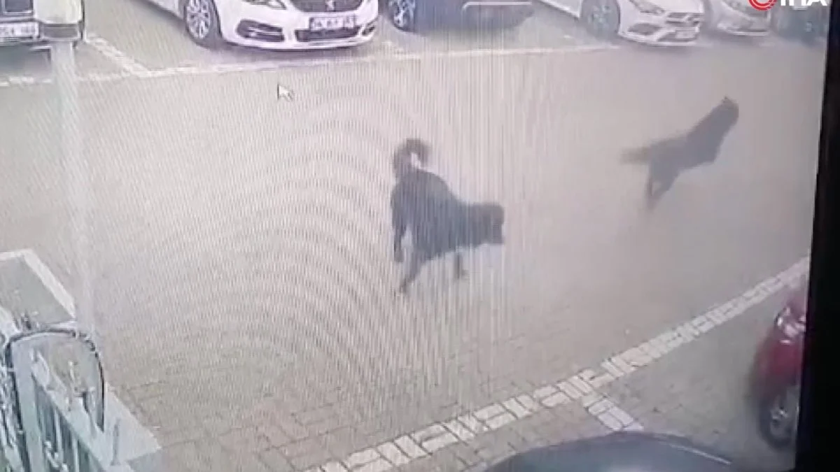İstanbul'da başıboş köpek dehşeti: Kaçarak kurtulabildi