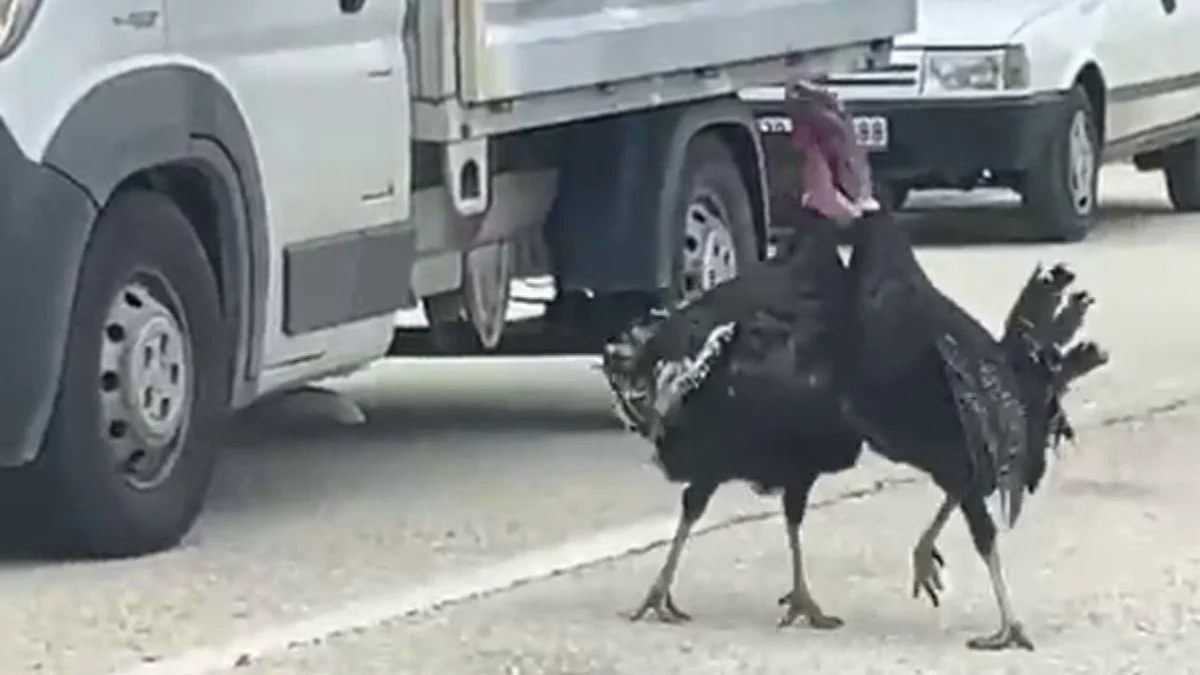 Karabük'te yol ortasında hindi kavgası