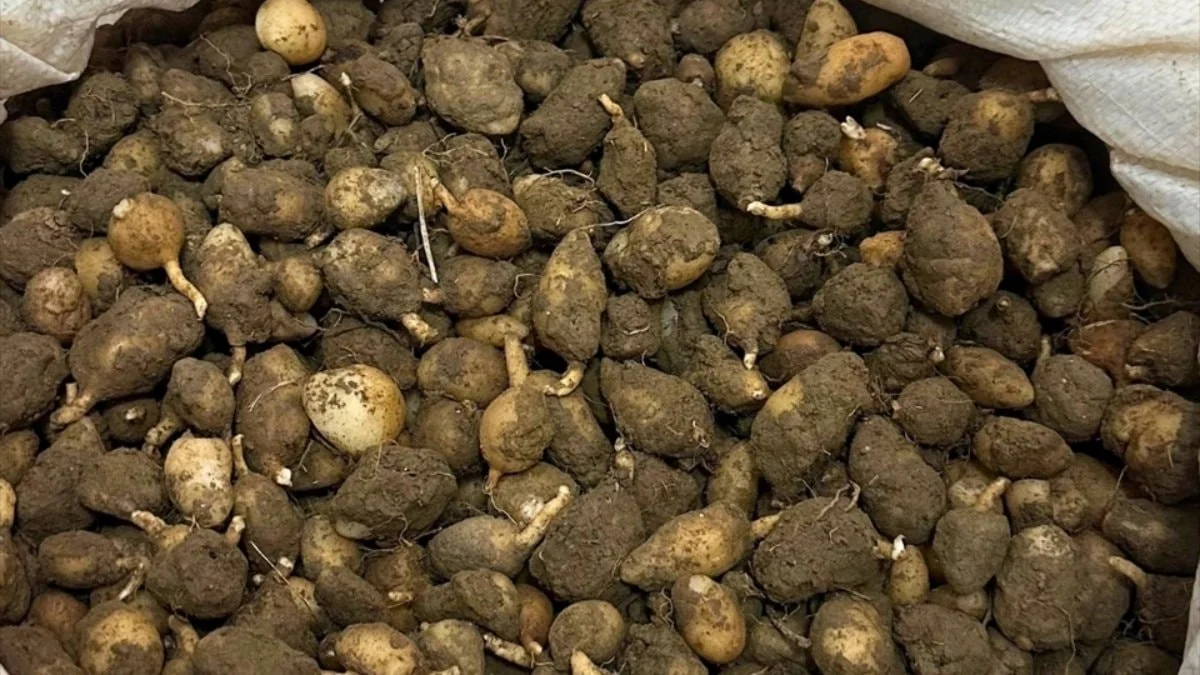 Mardin’de kaçak salep operasyonu: 6 kilogram yumruya el konuldu, iki kişiye yüksek ceza