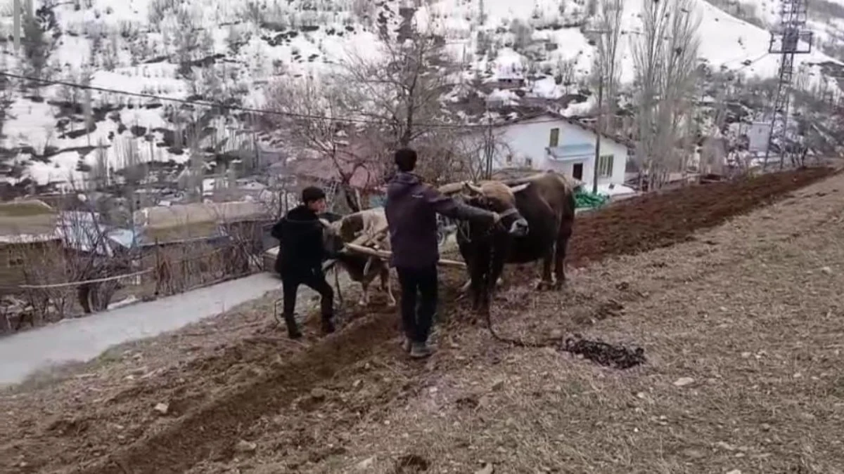 Bahçesaray'da zamana direnen gelenek: Dik yamaçlarda karasaban mesaisi