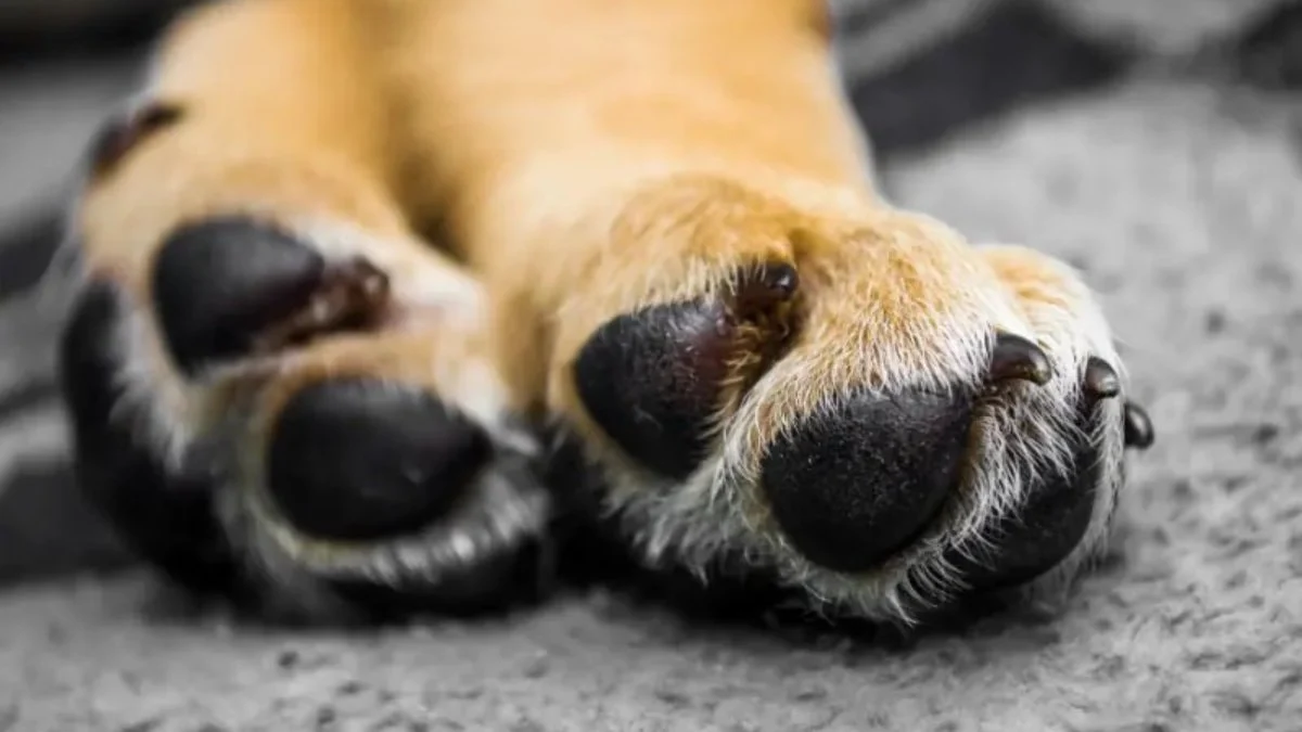 Köpeğinizin patileri "cips" gibi mi kokuyor; İşte nedeni