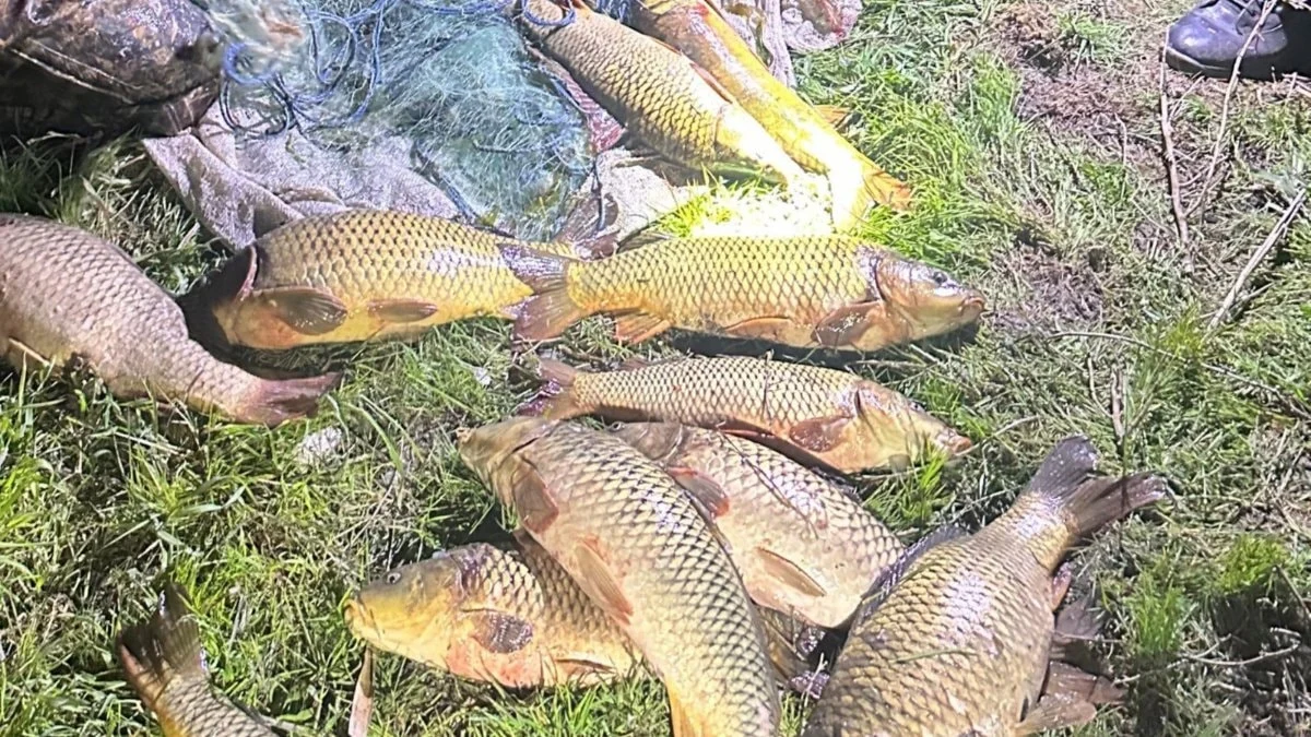 Eğirdir Gölü’nde kaçak yakalanan 100 kilo sazan yeniden göle bırakıldı