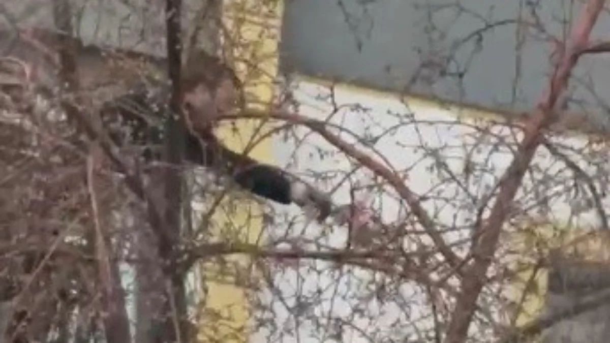 Kars’ta ağaçta mahsur kalan güvercinin imdadına ekipler yetişti
