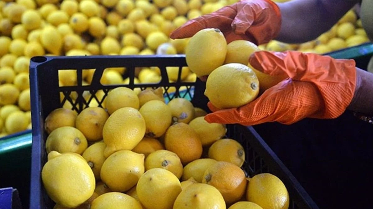 Limon seçerken rengine değil, o detaya bakın