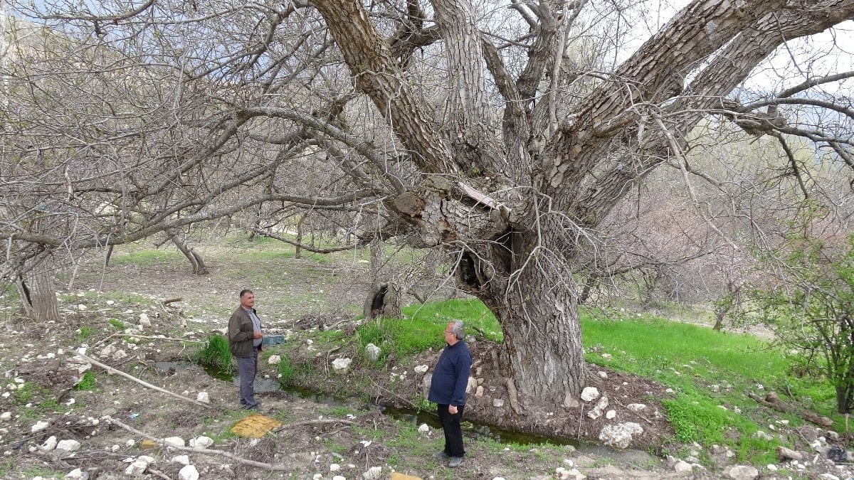 Malatya’da 270 yıllık doğa mirası: Ceviz ağacı zamana meydan okuyor