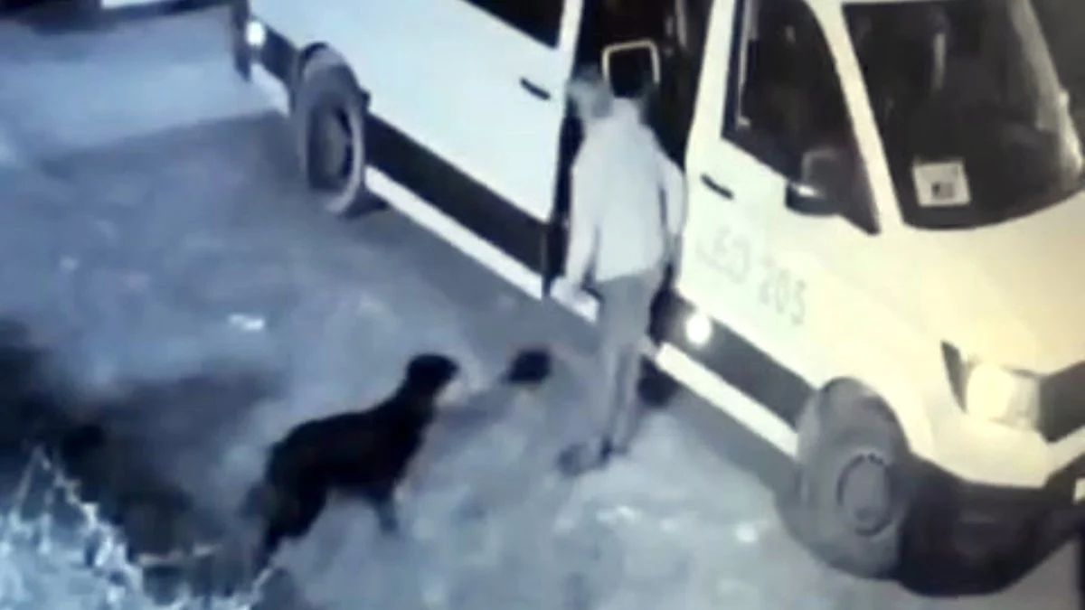 İstanbul'da Avcılar’ın maskotu ‘Garip’ isimli köpeği minibüsle kaçıran şüpheli gözaltına alındı