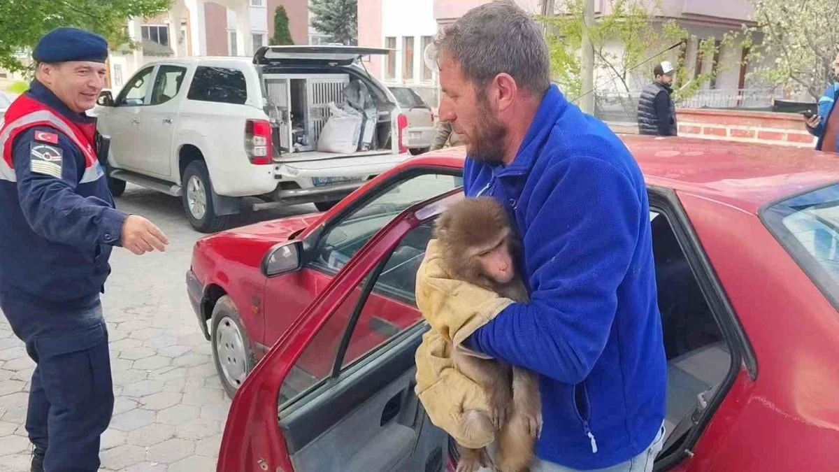 Yozgat'ta köy yolunda Hint şebeği bulundu