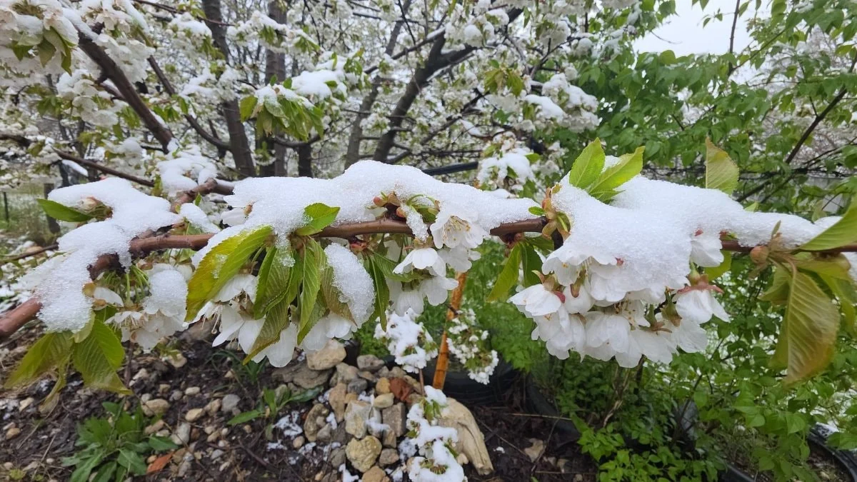 Kütahya'da mayıs ayında kar yağışı