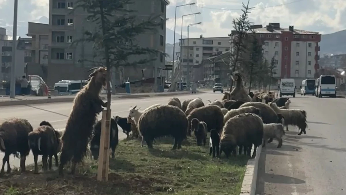 Yüksekova’da sıra dışı trafik: Koyunlar refüjde otladı, araçlar durdu