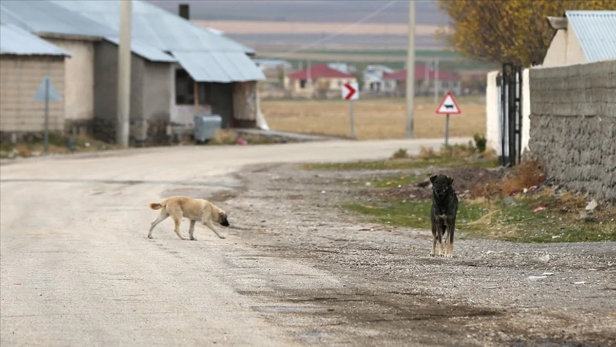 Van’da köpek saldırısı: 11 yaşındaki çocuk yaralandı