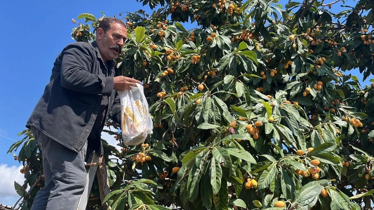 Antalya'da ürettiği Malta eriğine talep düşünce bedava dağıttı