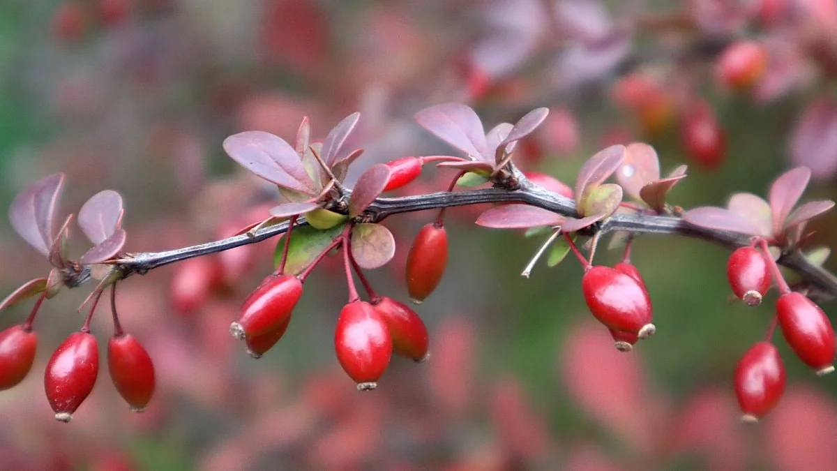 Nam-ı diğer "Kadın Tuzluğu": Berberis Vulgaris bitkisinin faydaları