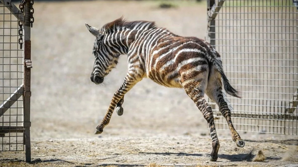İzmir Doğal Yaşam Parkı’nda sıra dışı dostluk: Zebra yavrusu Gözde zürafalara sığındı