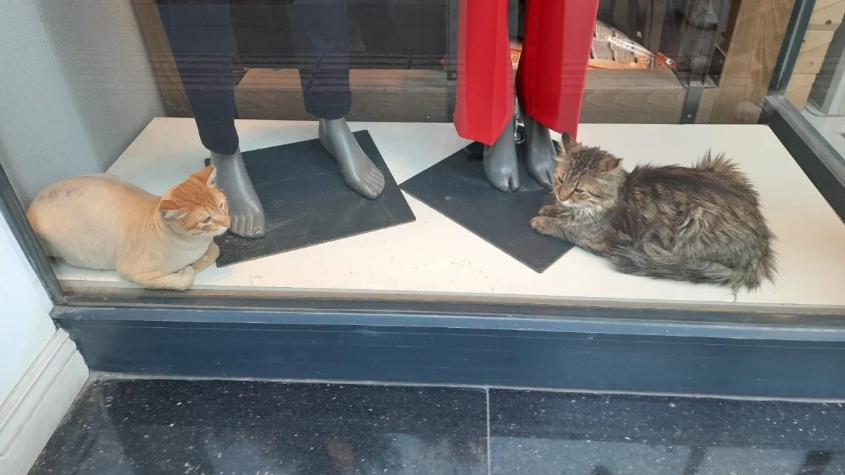 Hatay'da mağaza, kedilere yuva oldu