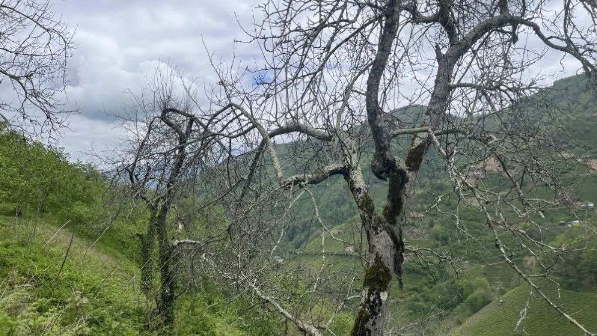Artvin'in yalancı bahara kanmayan demir elma ağacı
