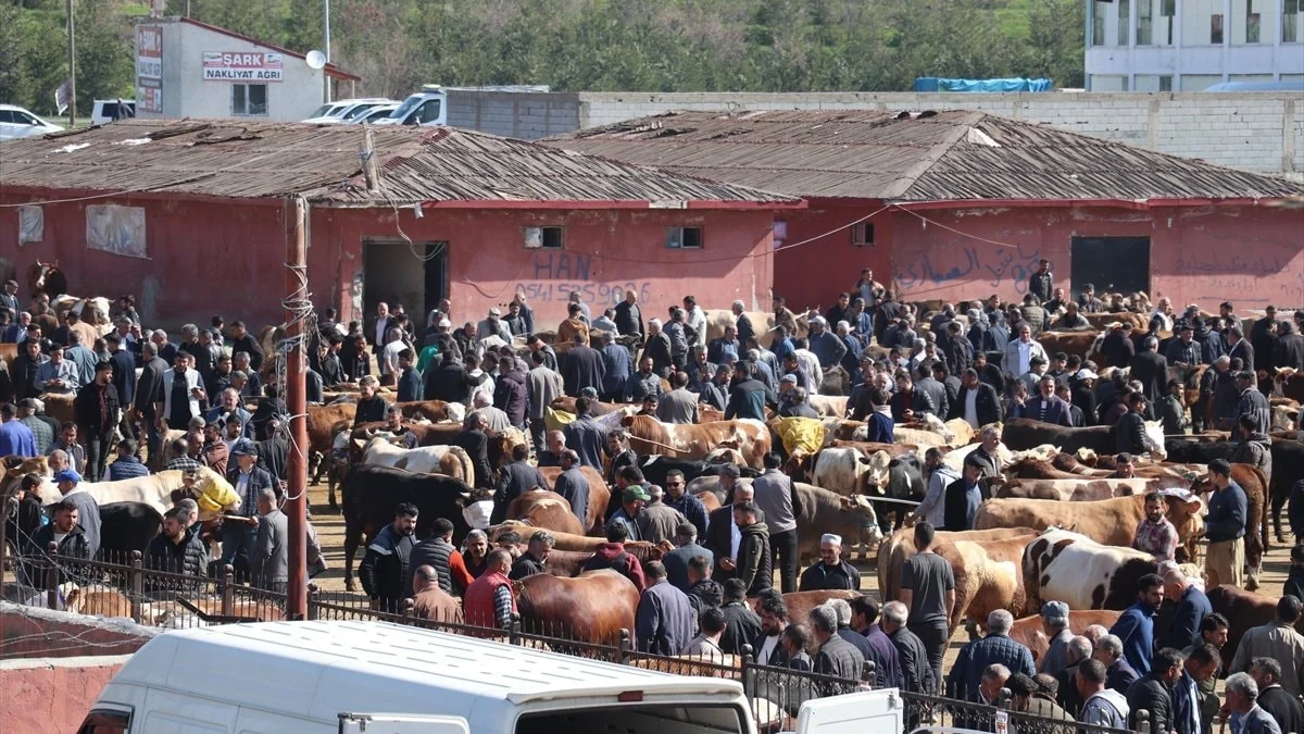 Kurban Bayramı coşkusu başlıyor: Ağrı Hayvan Borsası'nda hareketlilik başladı
