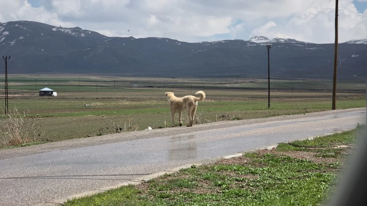 Van'daki köpek saldırısının dehşet anları kamerada