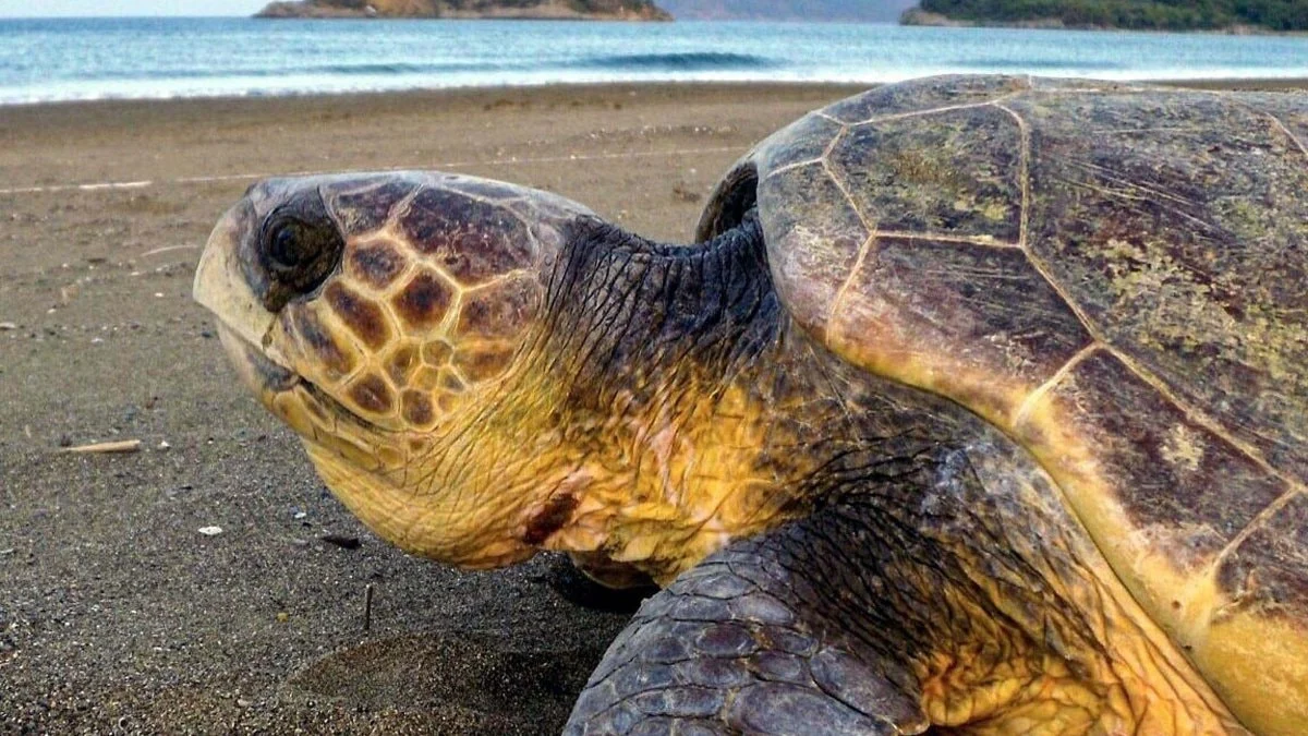 Muğla'da caretta carettaların yumurtlama dönemi başladı