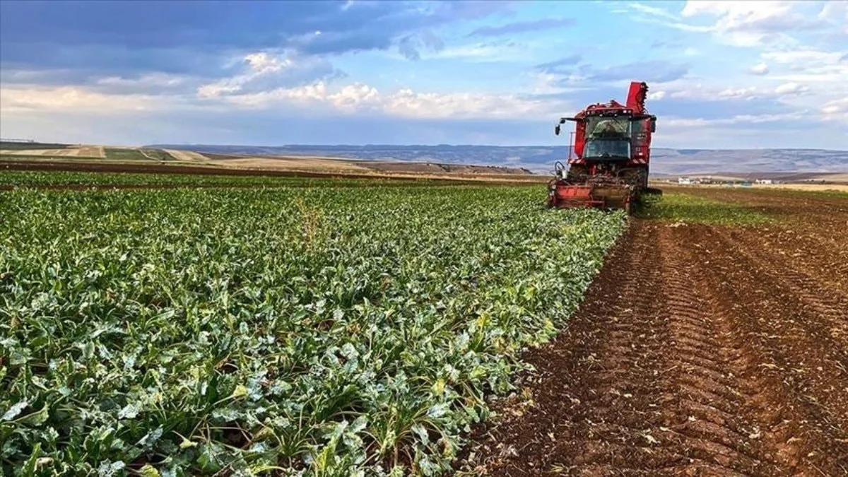 TMO'dan tarımda yüksek rekolte beklentisi